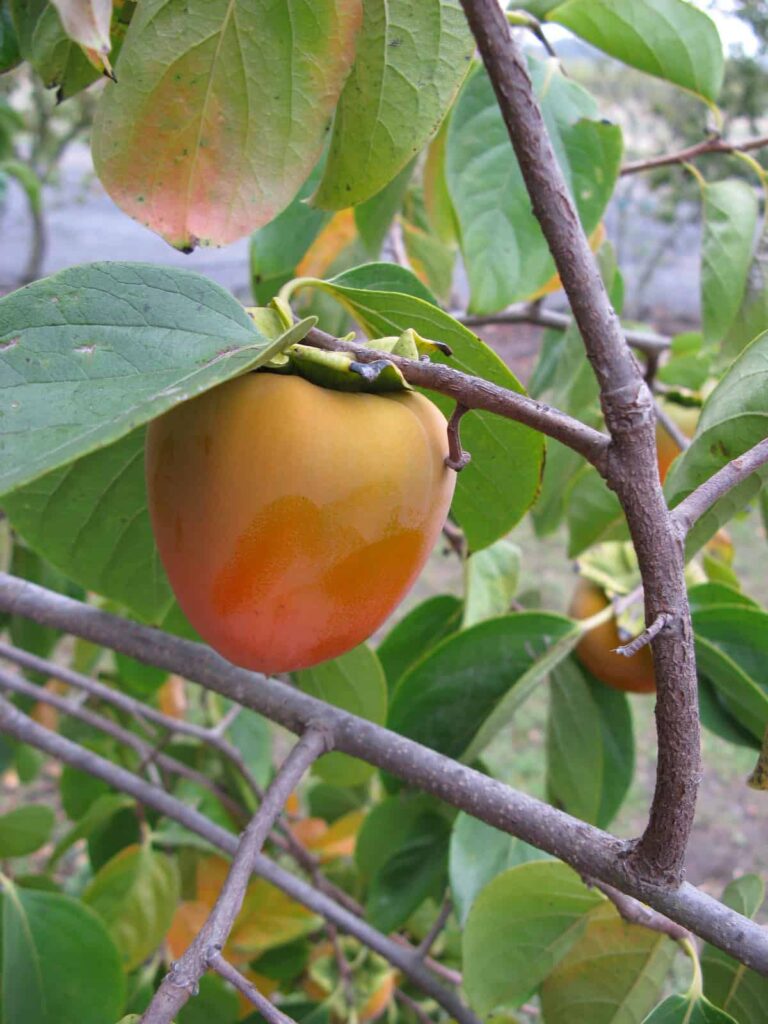 Persimmon November