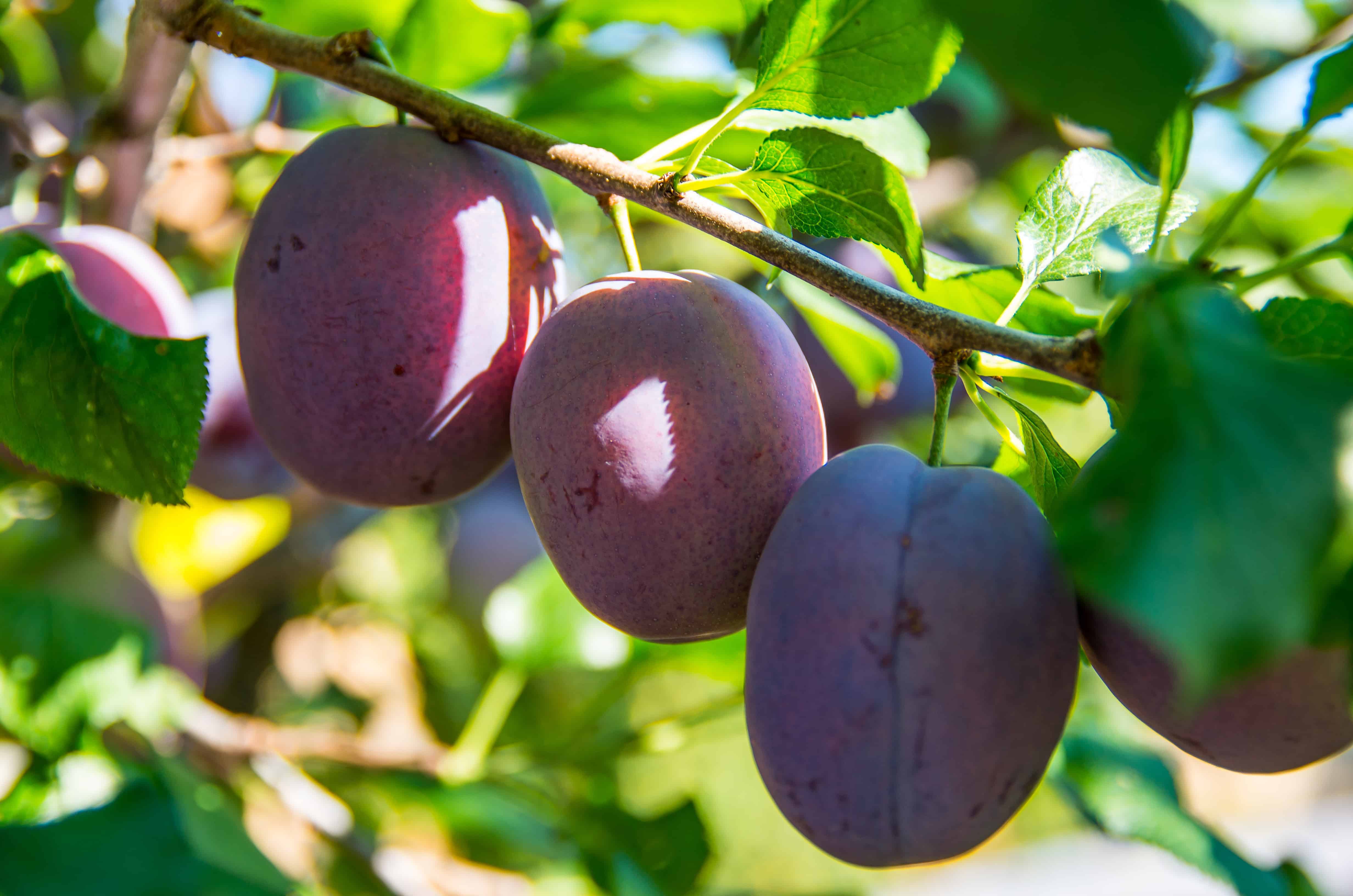 How to grow plums European plum