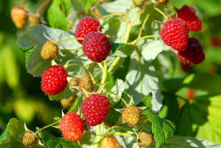 Raspberries on vine