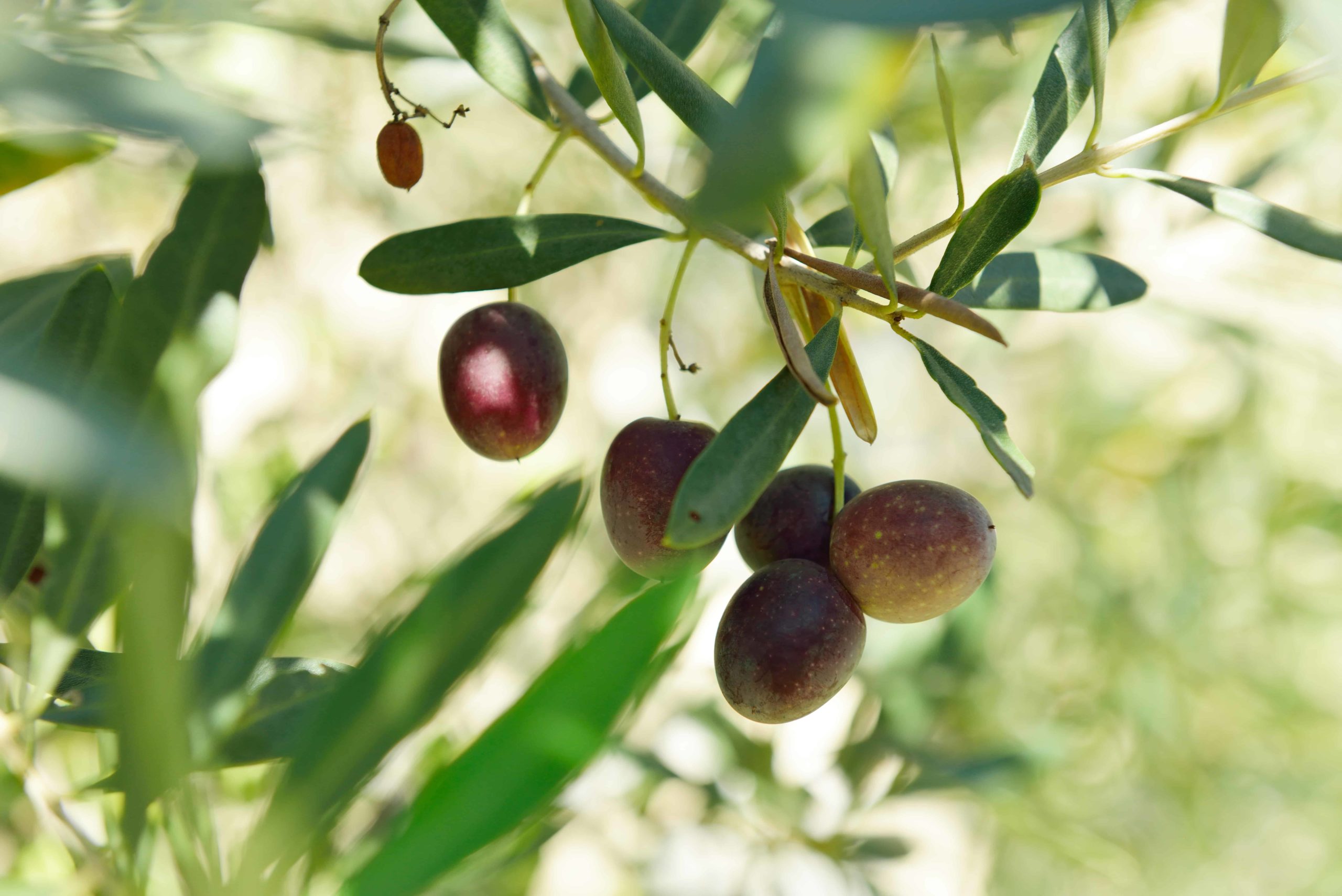 Olive Tree Branch with Ripe Olives