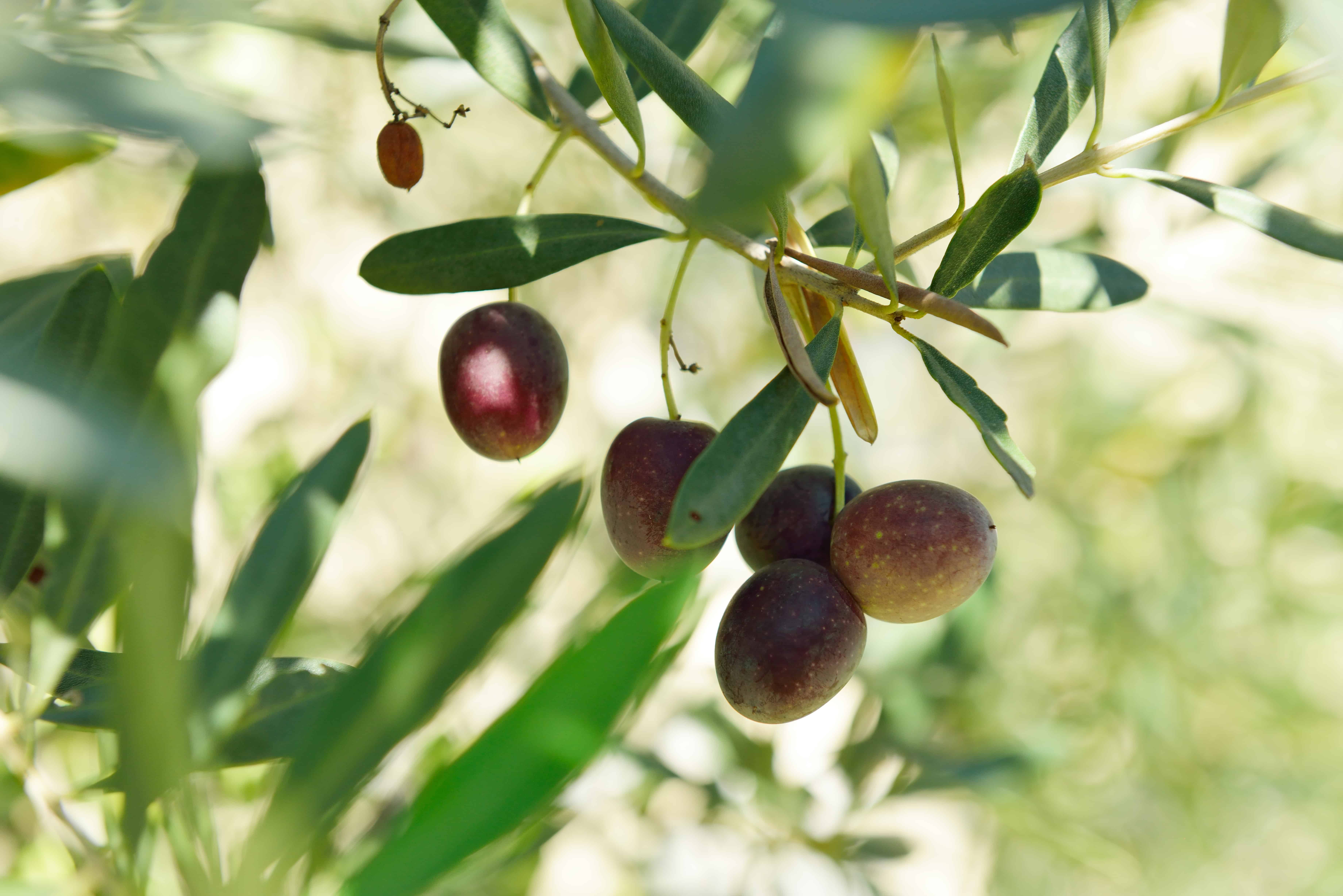 How to grow olives