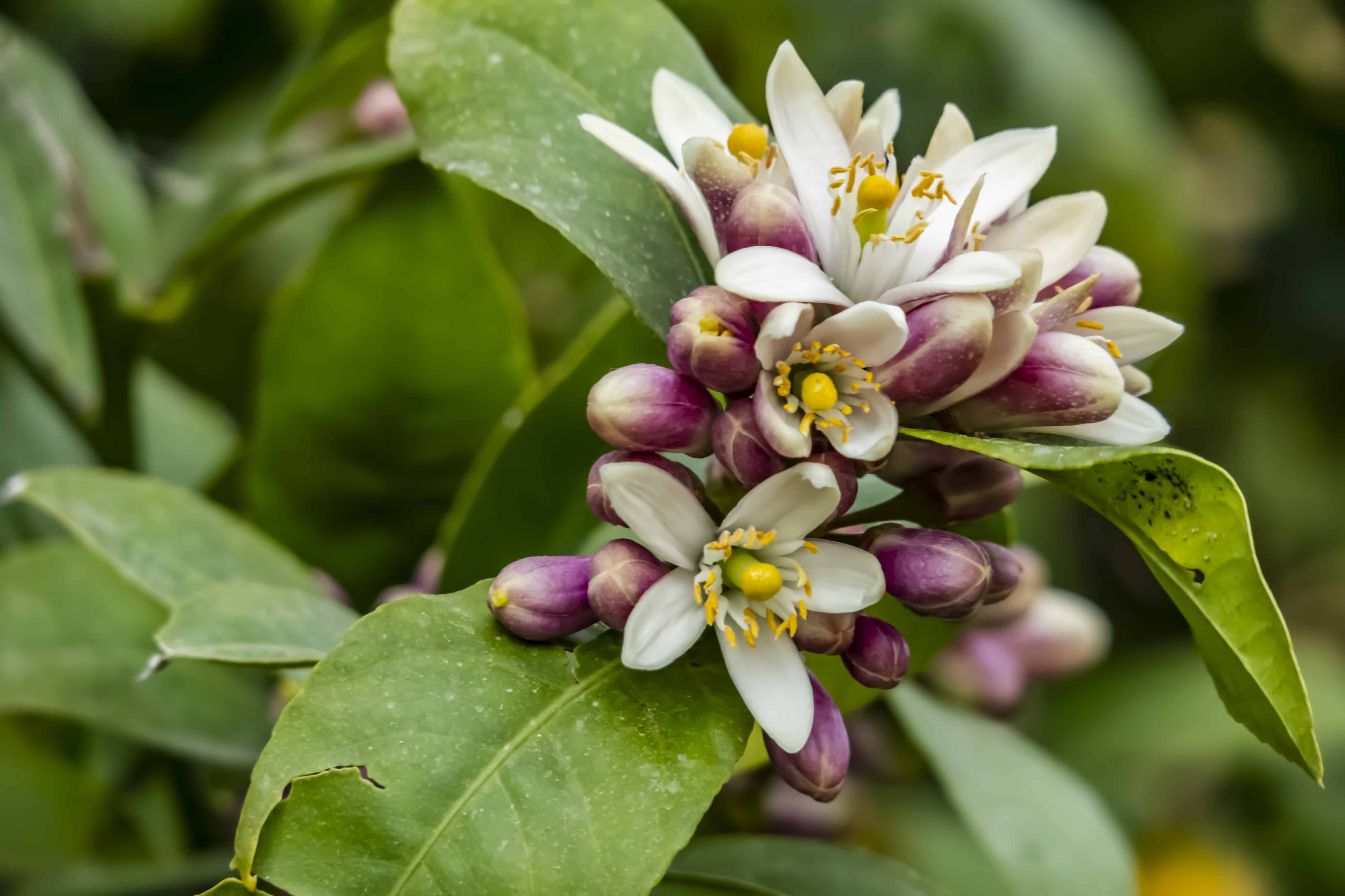 lemon tree flower to fruit