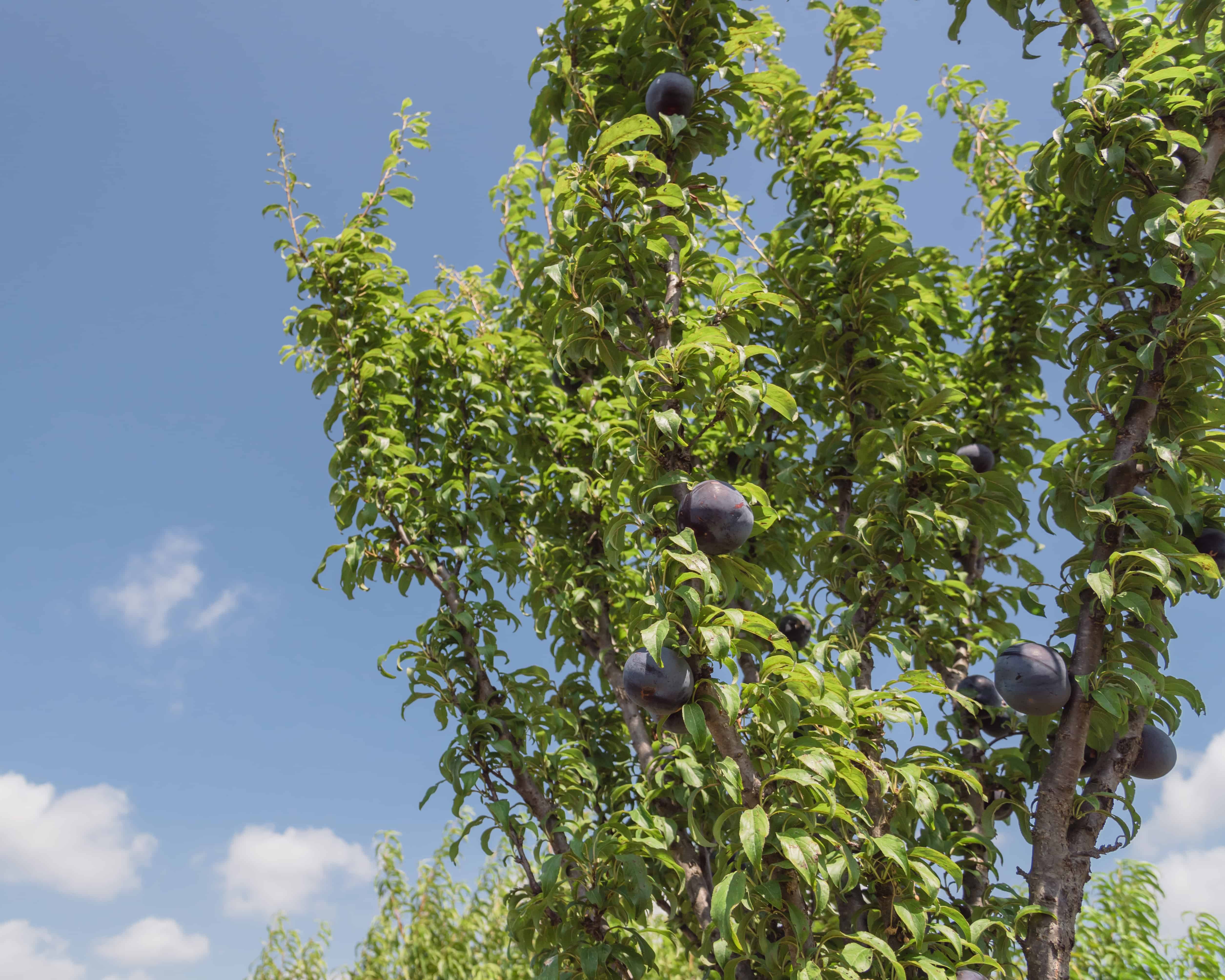 Plum tree plant grow prune