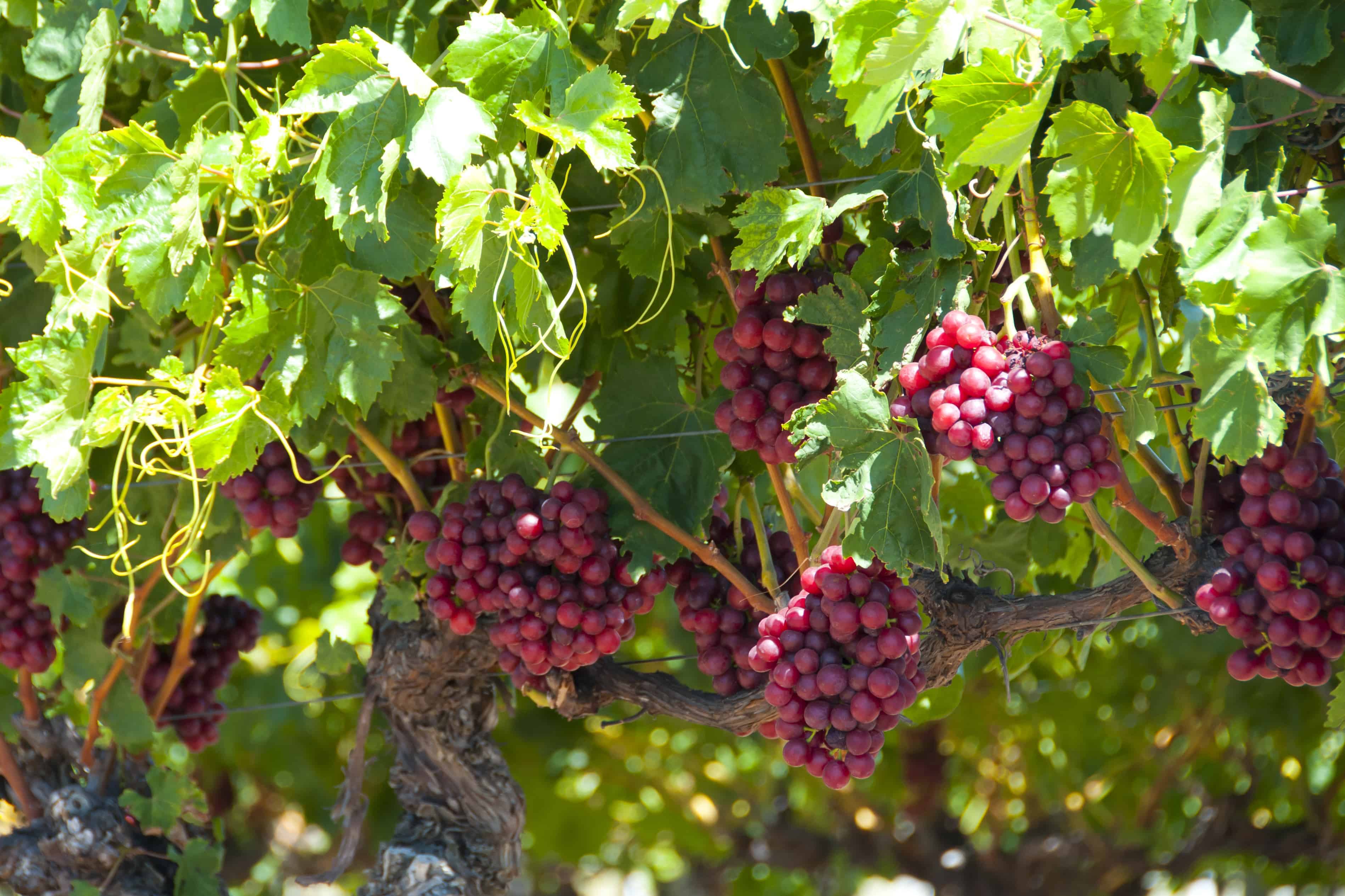 How to train grapes european grapes