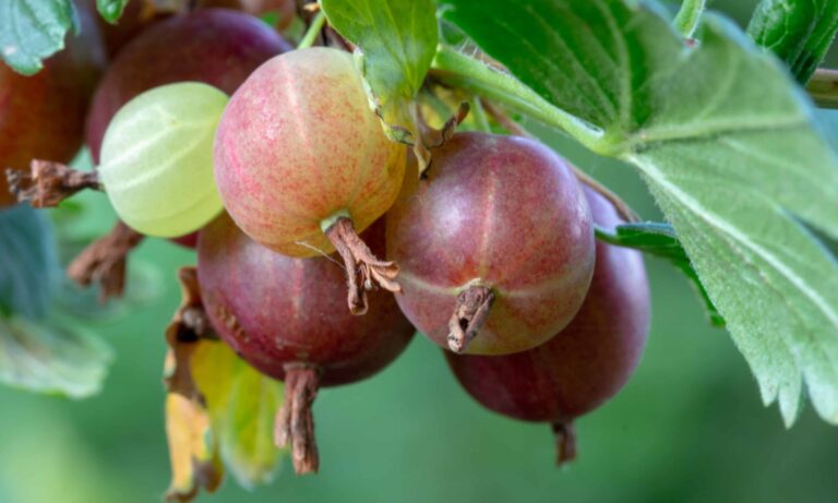 bigstock Fresh Gooseberries On A Branch 309194047