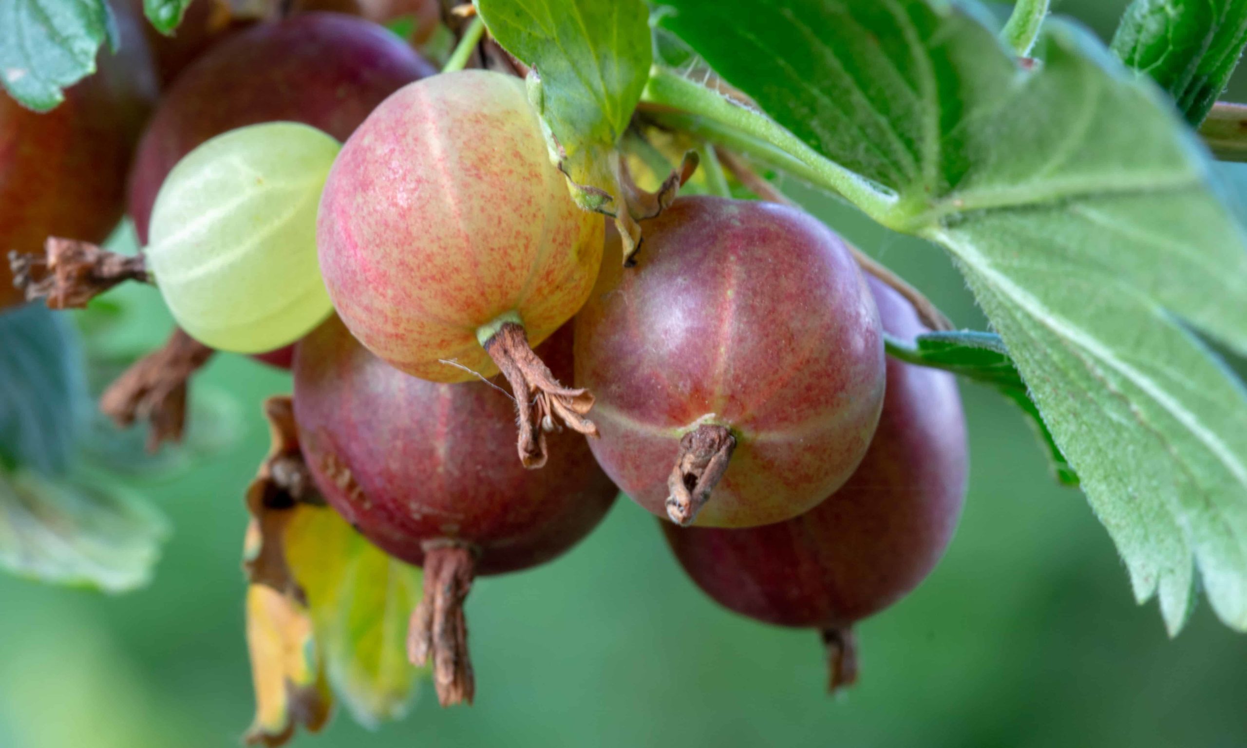 How To Plant Grow And Harvest Gooseberries Harvest To Table