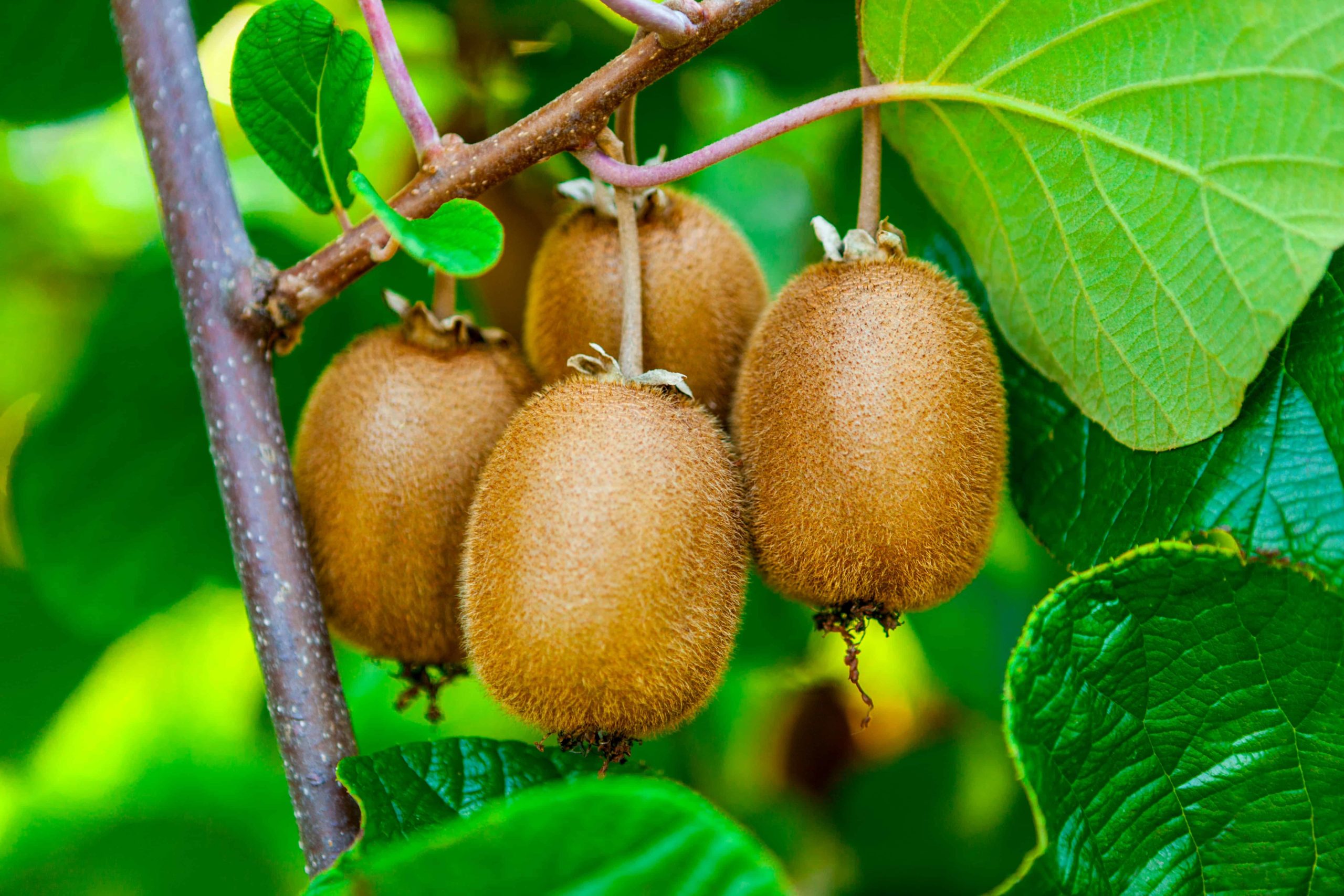 how to plant, grow, prune, and harvest kiwifruit - harvest to table