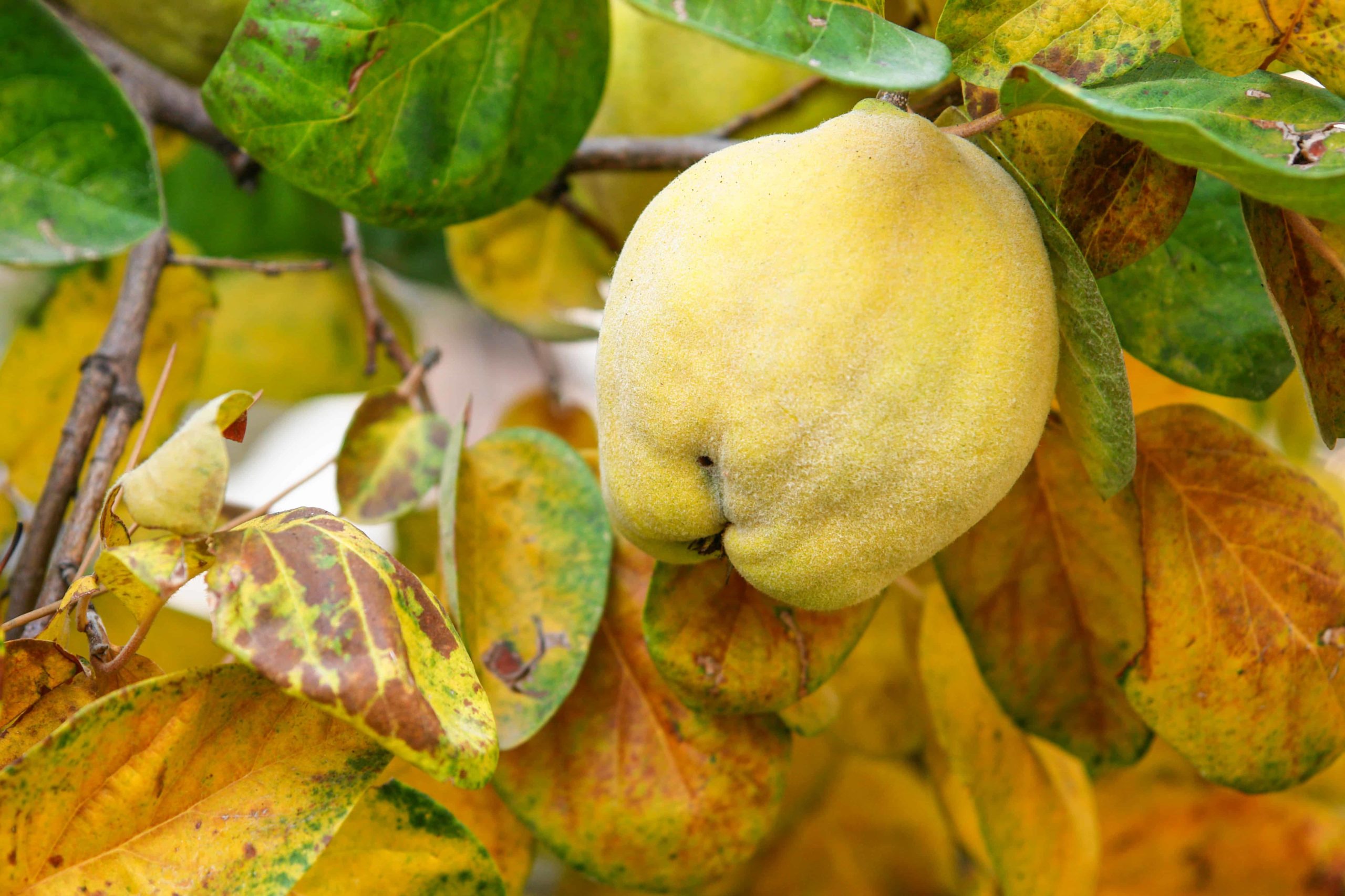 quince tree leaves