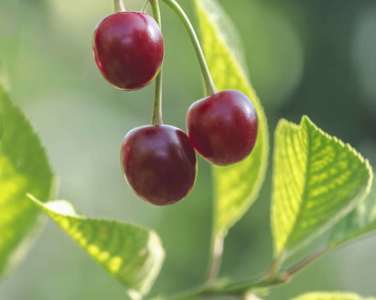 bigstock Ripe Cherry Berries On A Branc 289085413