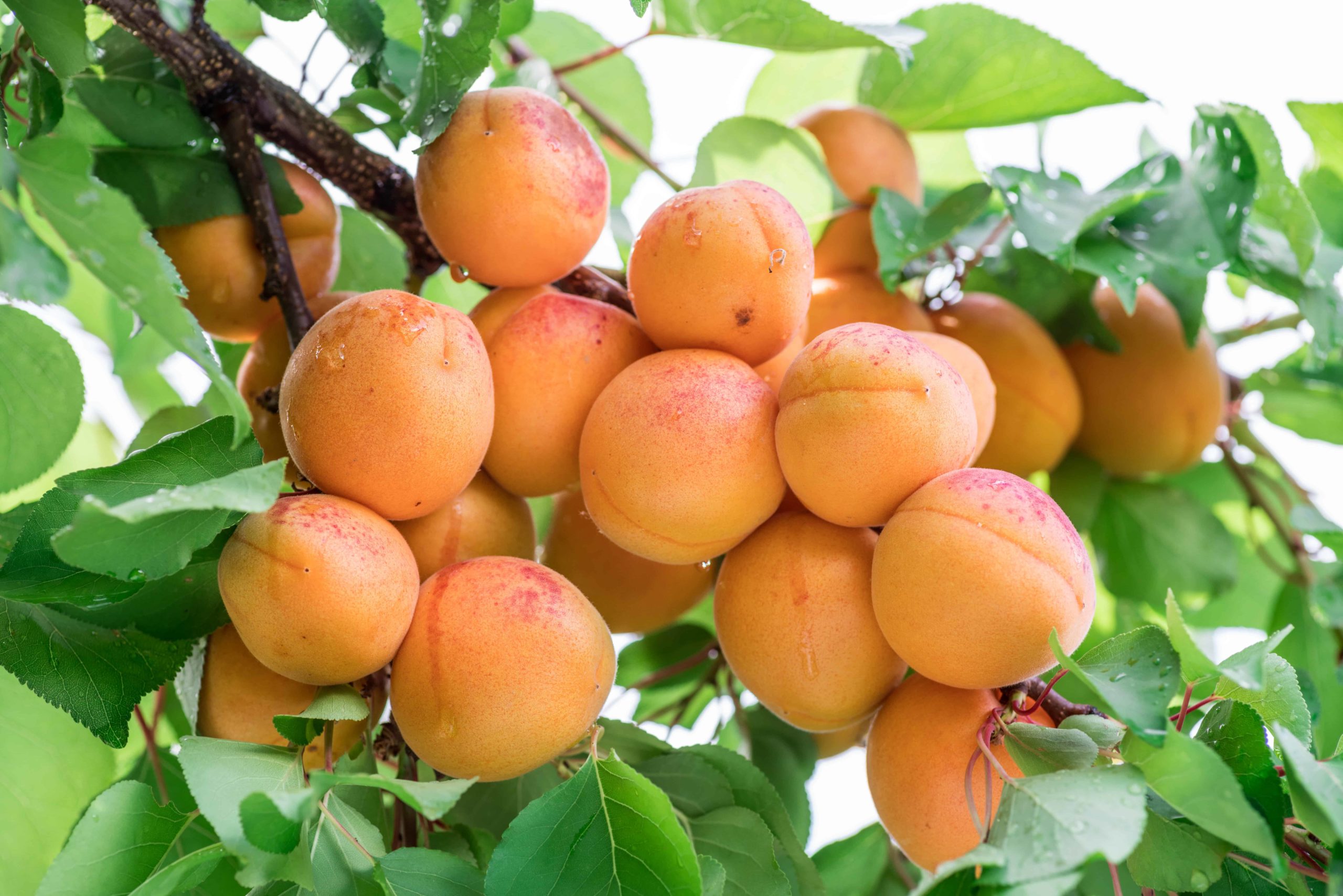 to and Grow Apricots