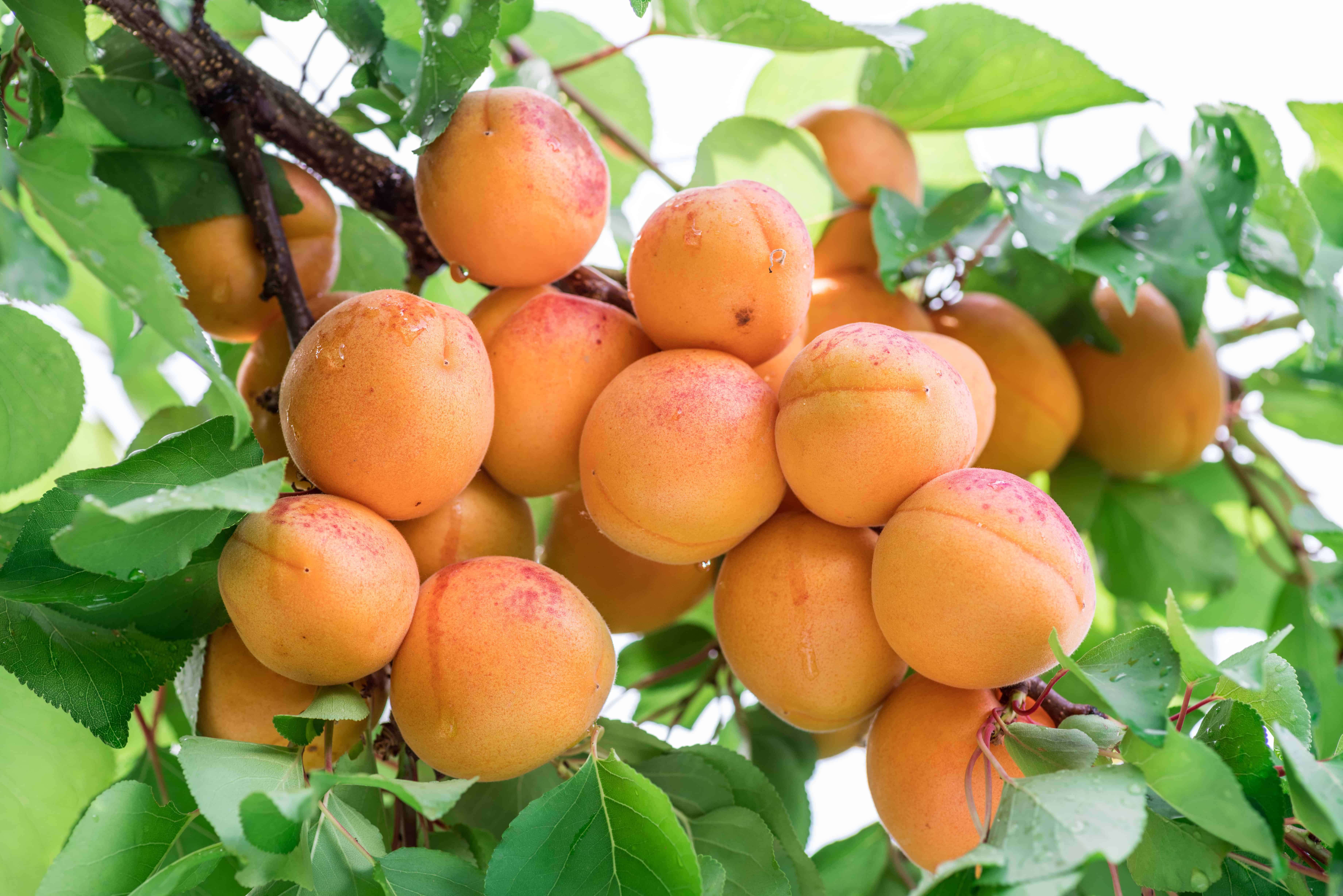 How to Plant and Grow Apricots