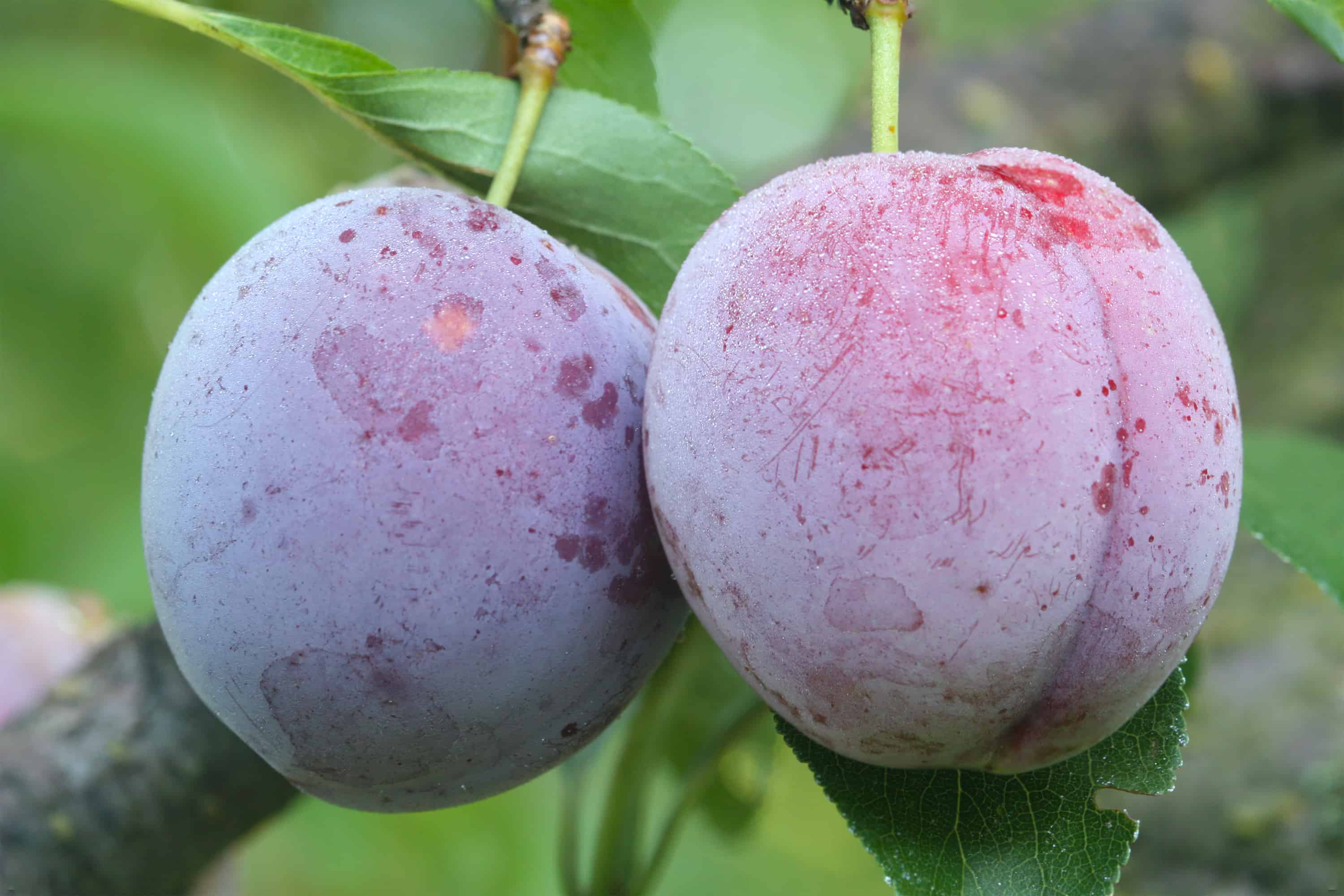 Santa Rosa plum tree plant grow prune