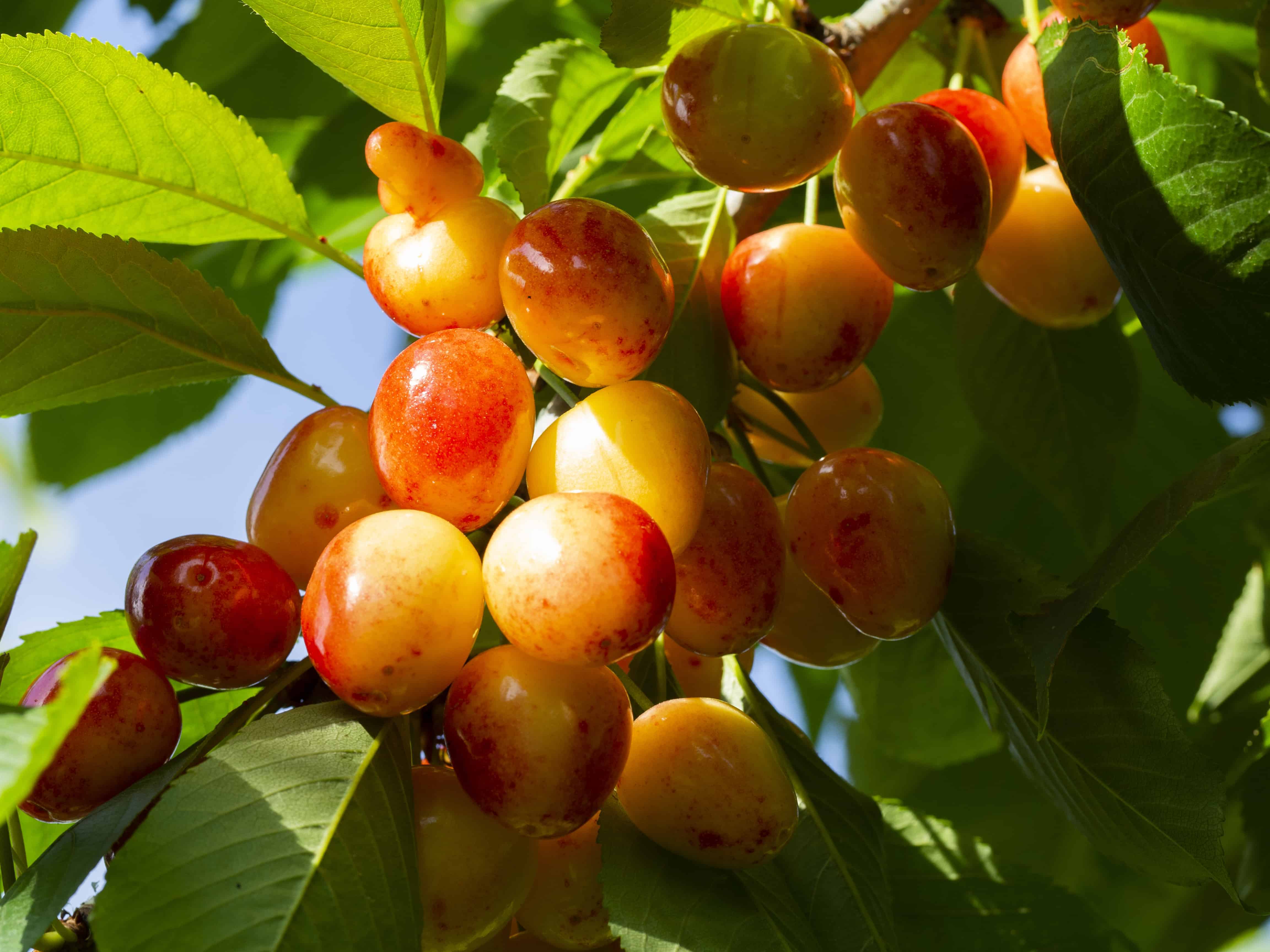 How to Plant and Grow a Cherry Tree - Harvest to Table