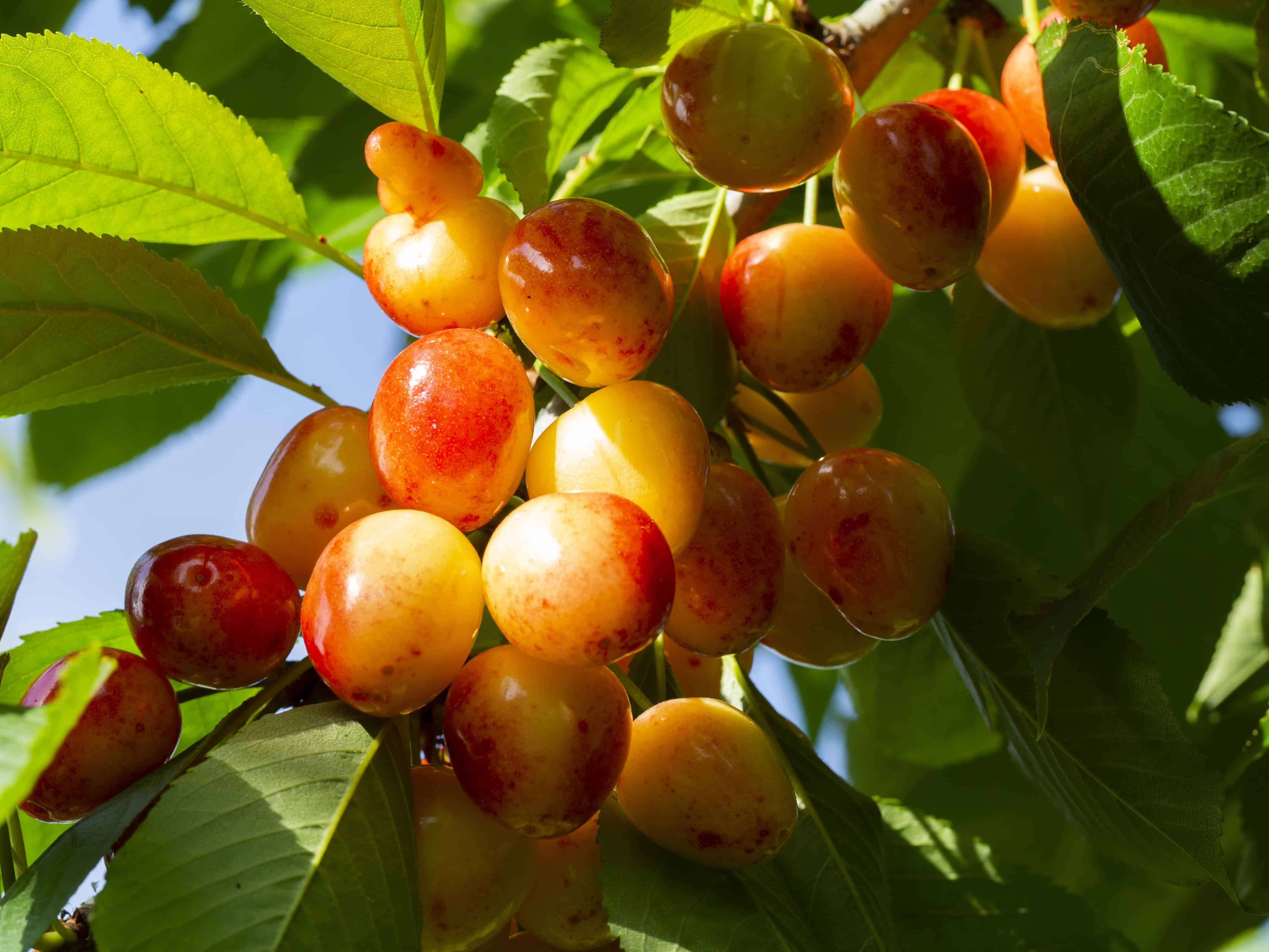 Cherry Trees: Pick Sweet Cherries Straight from the Branch - Roots, Cherry  