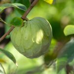 Cherimoya bigstock Green Ripe Cherimoya Or Ice Cr 272630188 scaled