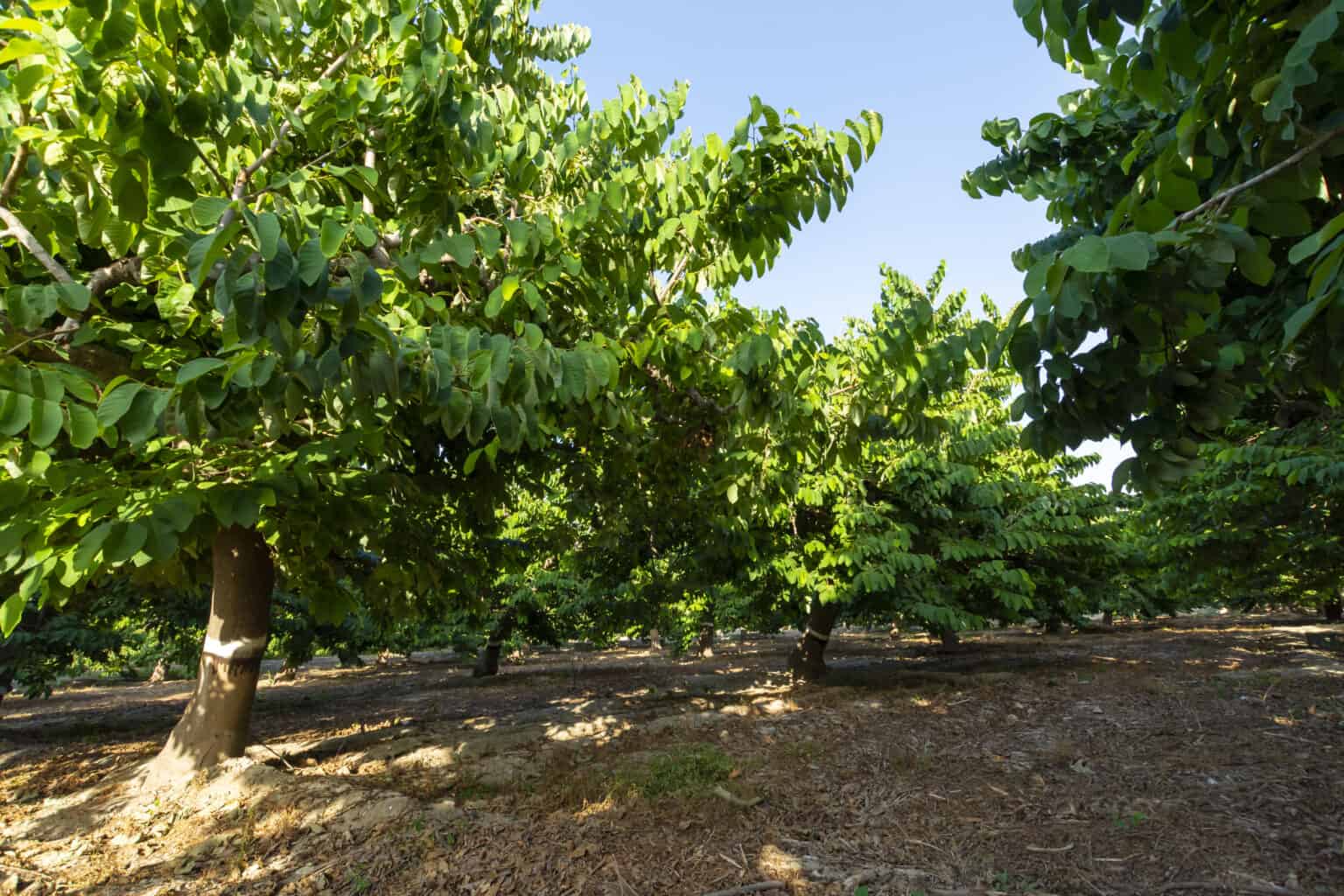 How to Plant, Grow, and Harvest Cherimoya - Harvest to Table