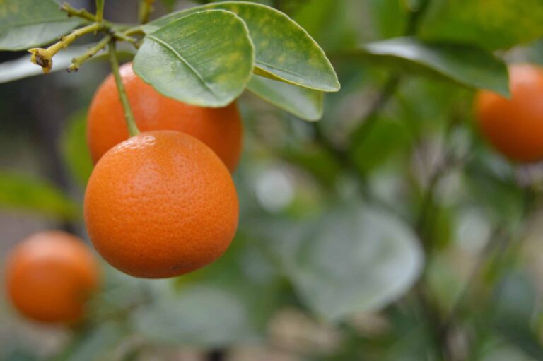 Citrus bigstock 219160804 scaled