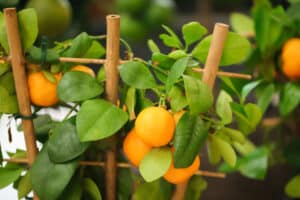 Calamondin