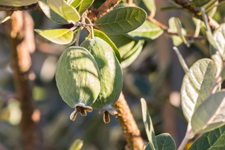 Feijoa bigstock Detail Of Ripe Feijoas On Feij 296848780 scaled