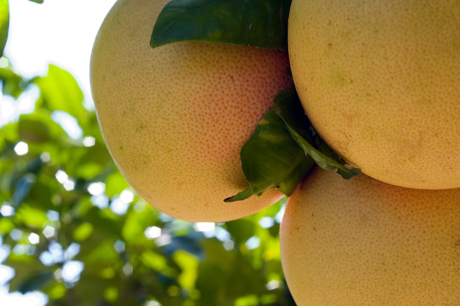 Grapefruit growing