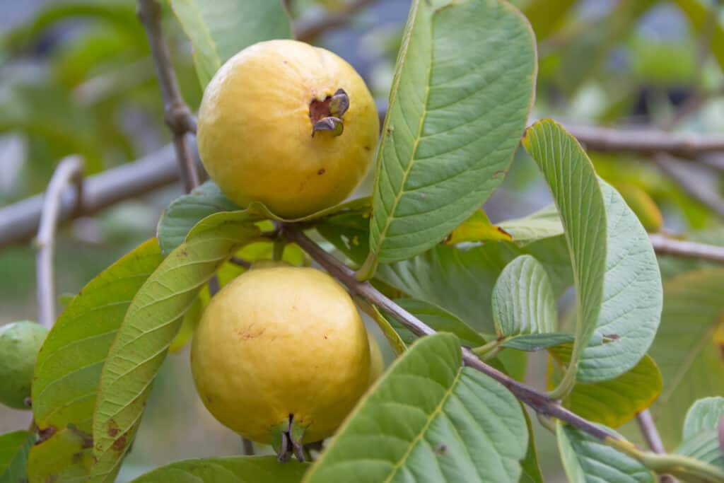 Grow guava