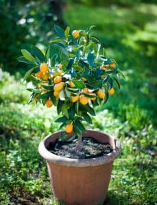 Grow kumquats