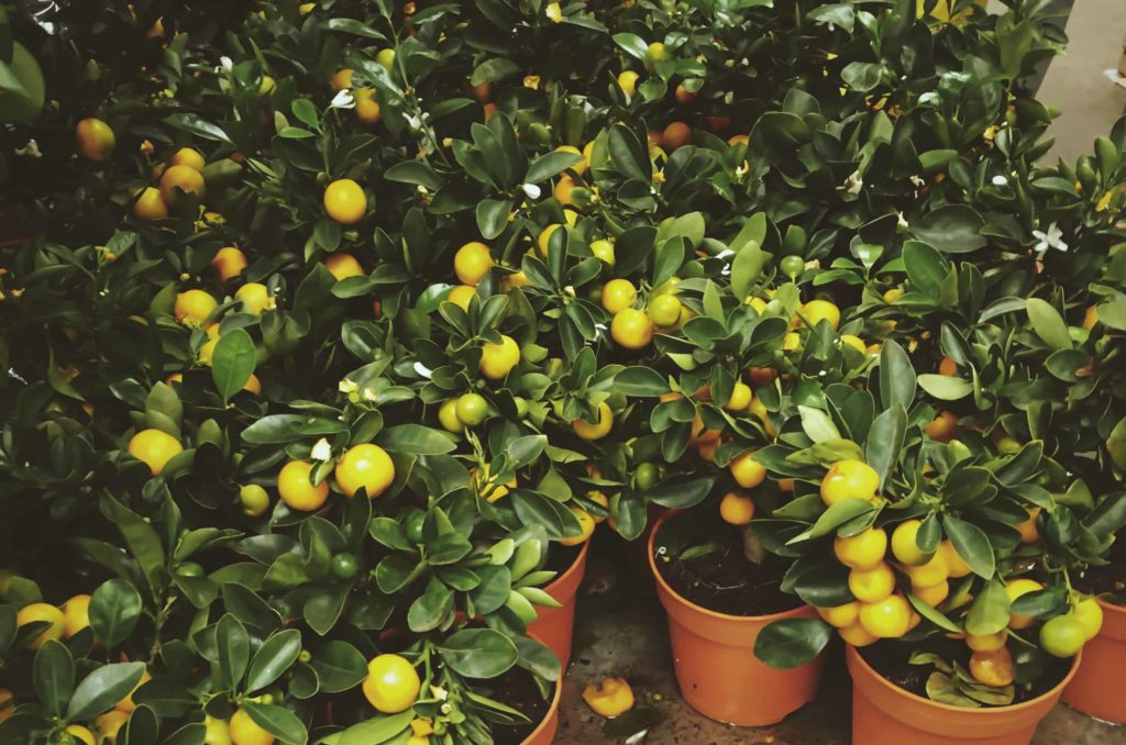 Lemons in pots