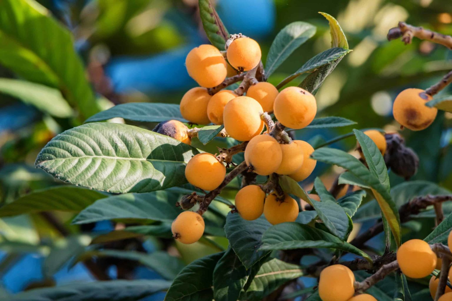 How to Plant and Grow Loquats - Harvest to Table