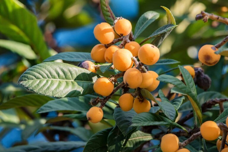 Loquat bigstock Close Up Bright Loquat Fruits 308549260 scaled
