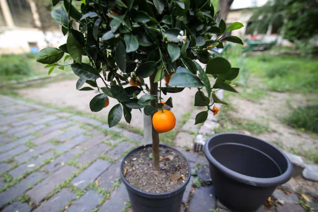 Mandarin Oranges for Home Gardens - Harvest to Table