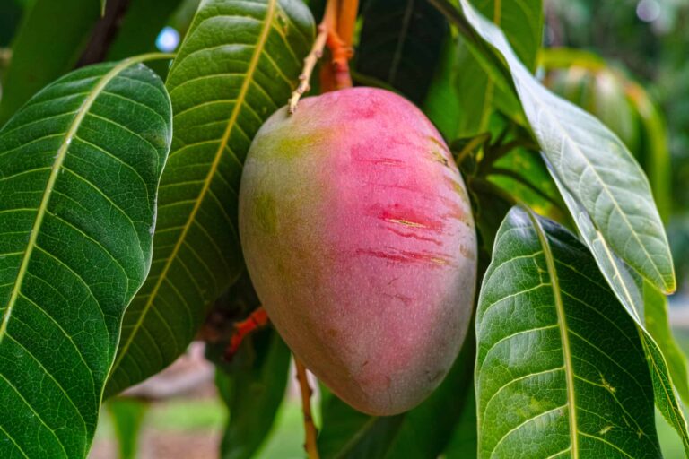 Mango bigstock Tropical Mango Tree With Big R 288199537 scaled