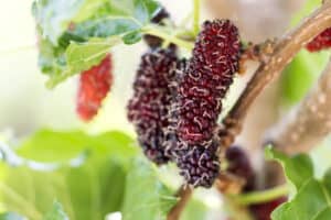 Mulberry bigstock Mulberry Fruit Tree And Green 299752519 scaled