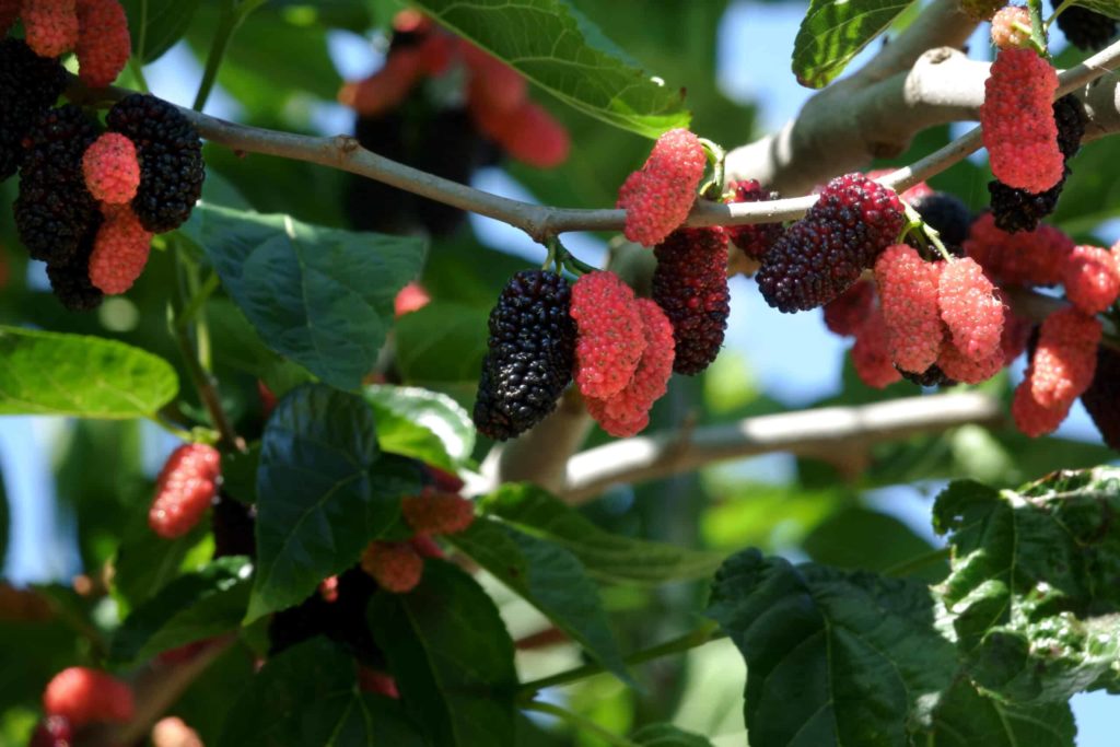 Ripening mulberries