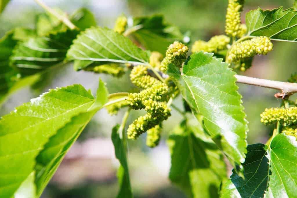 Mulberry flowering