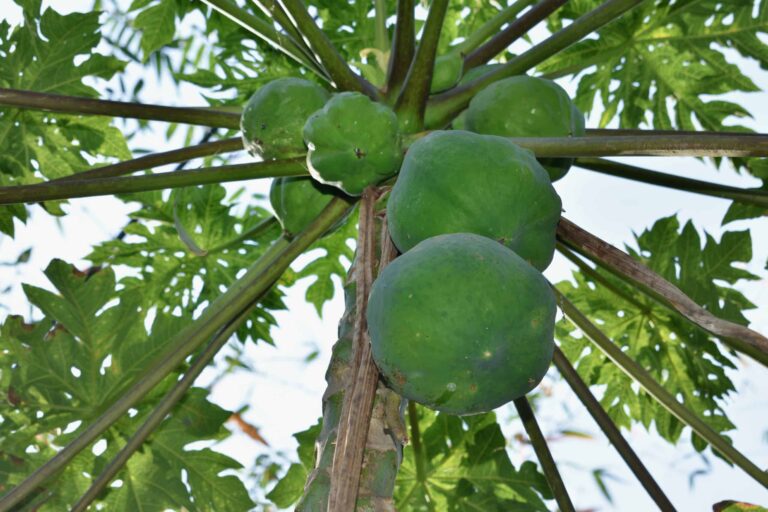 Papaya bigstock Papaya Fruits Of Papaya Tree I 292511626 scaled