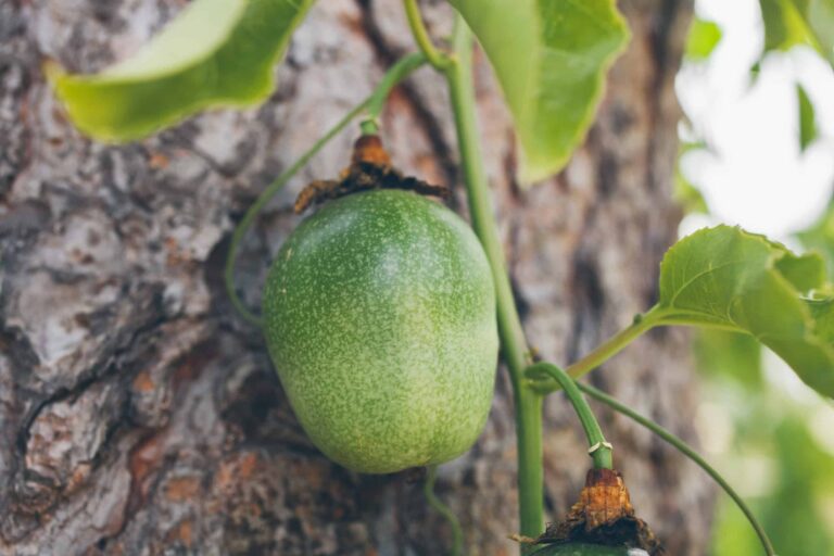 Passion Fruit bigstock Green Passion Fruit Hanging On 230395270 scaled