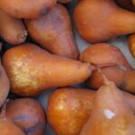 Pears Bosc