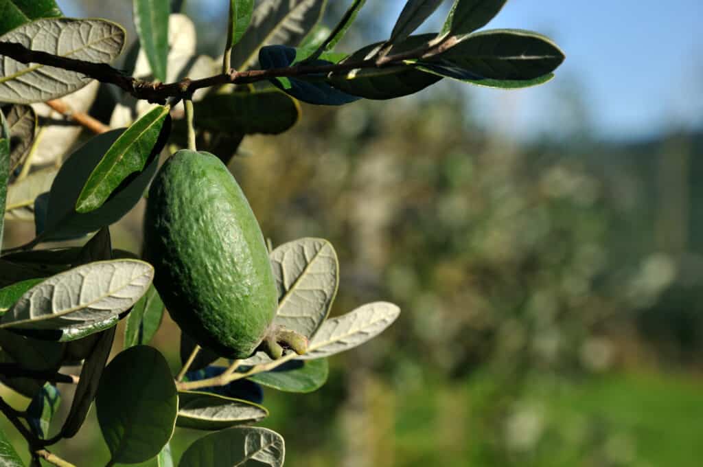 feijoa sellowiana fruit