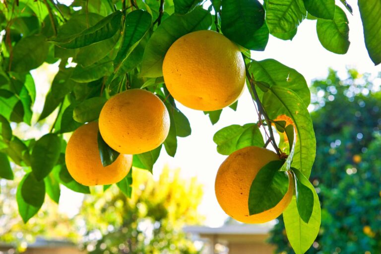 bigstock Grapefruit Hanging From The Tr 302857504 1 scaled
