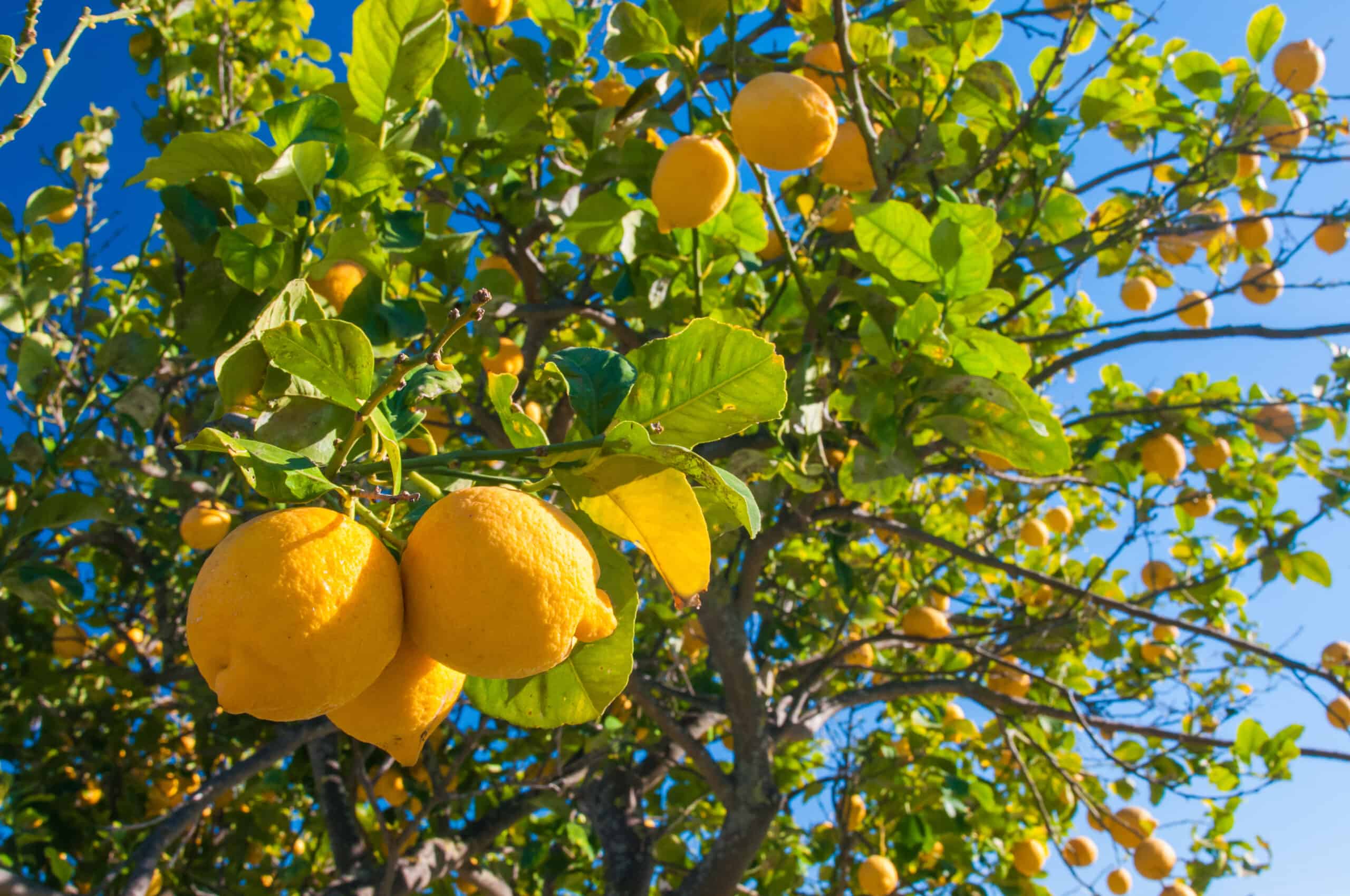 Meyer lemons grow