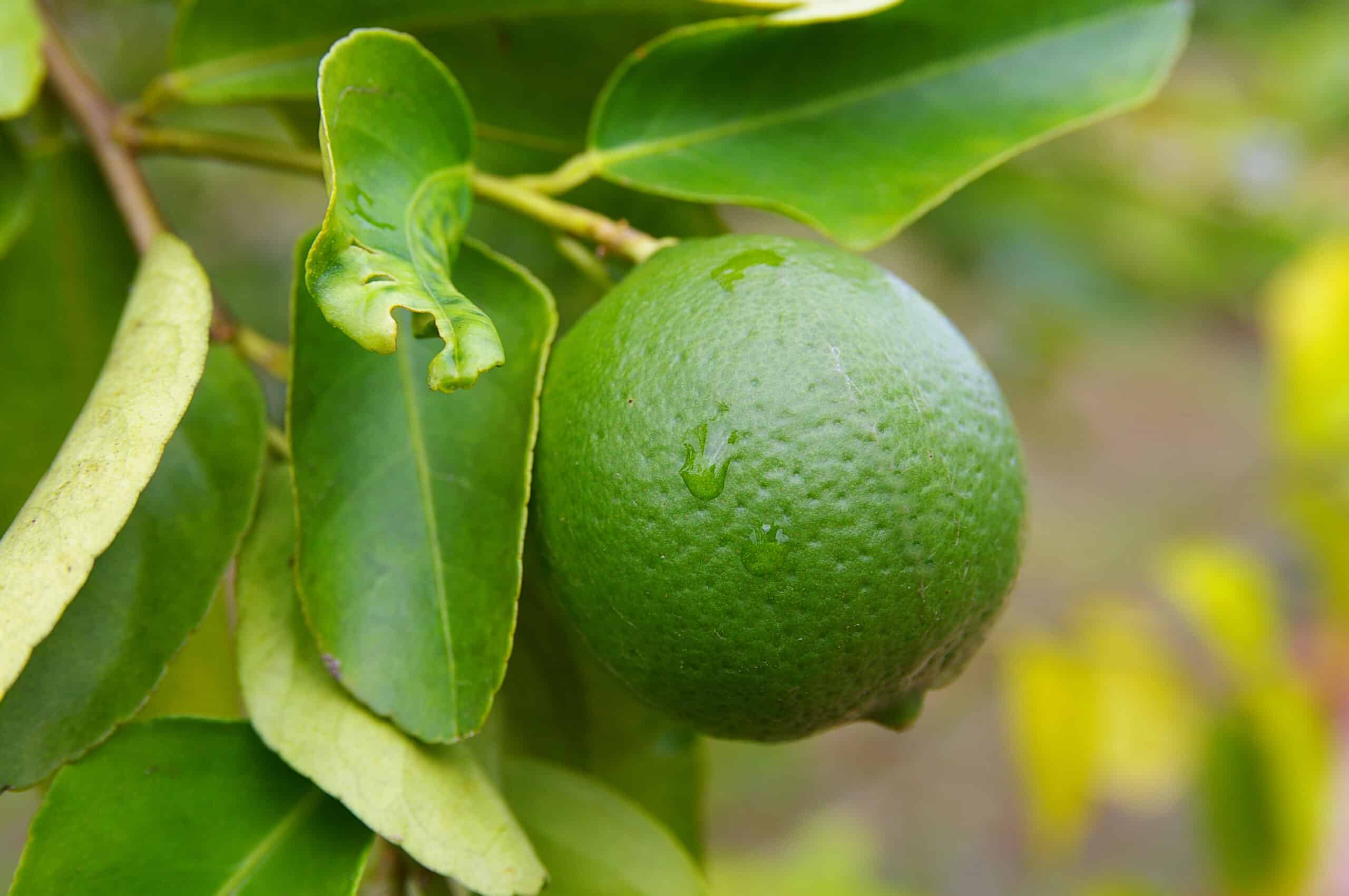 Green Organic Bananas Growing in Bunches on Tree in Tahiti stock photo