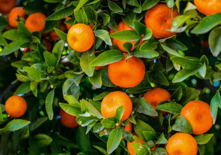 How to Grow Mandarin - Tangerine -- Harvest to Table