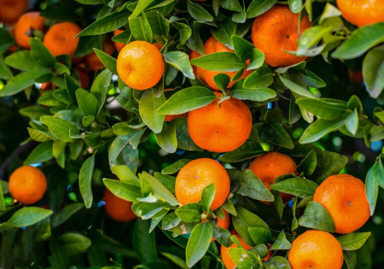 bigstock Mandarines Ripe Mandarines Ha 271715890 scaled