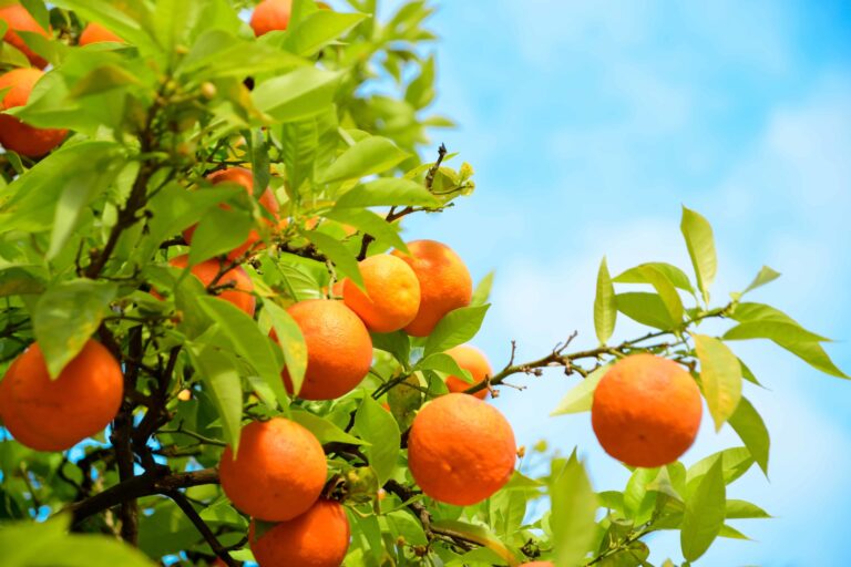 Oranges in home garden