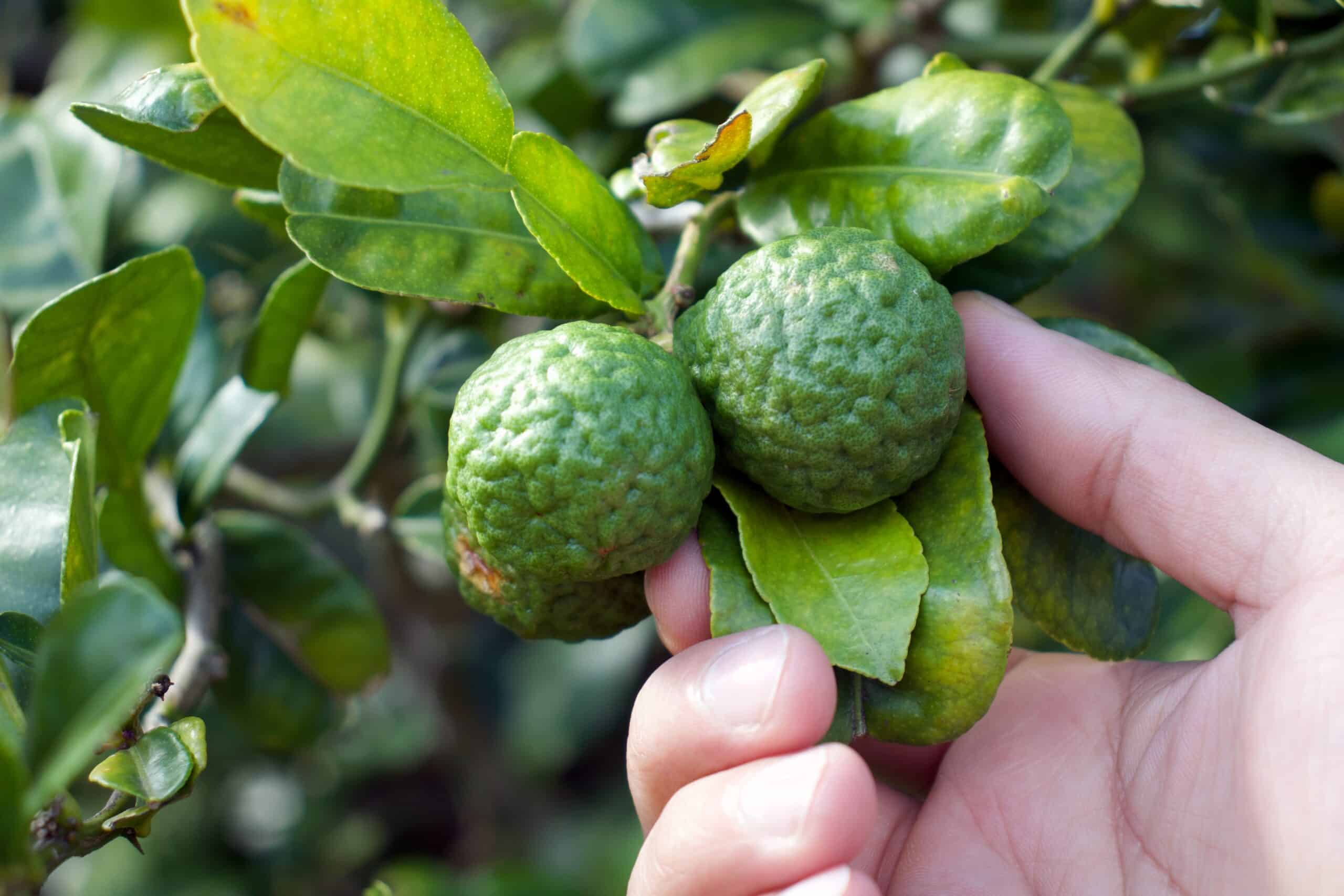 lime harvest