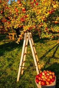 Apple harvest