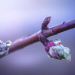 Apple bigstock Close up Droplets On Opening S 299396203 scaled