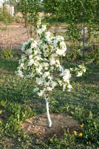 Dwarf apple tree