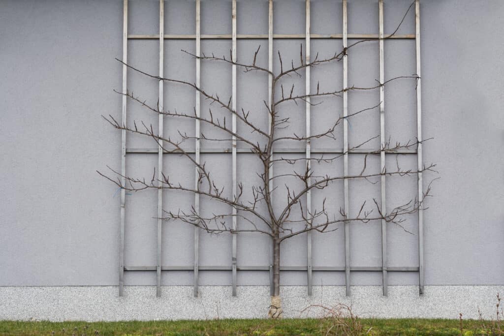 Espalier plum