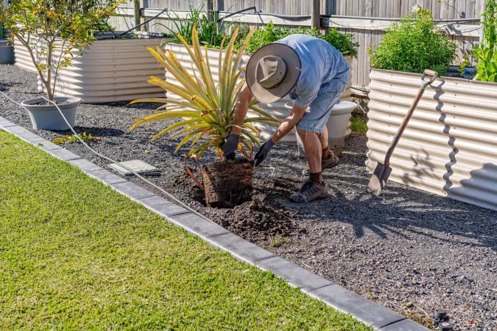 Planting pineapple